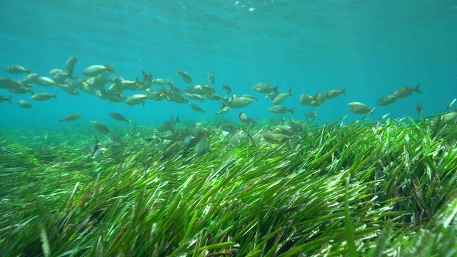 A shoal of fish (dreamfish Sarpa salpa) with seagrass (neptune grass Posidonia oceanica) underwater in the Mediterranean sea, Cabo de Gata-Níjar natural park, Almeria, Andalusia, Spain
