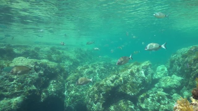 Underwater a shoal of fishes (mostly saddled and white seabream fish) with rocks below the water surface in the Mediterranean sea, Denia, Alicante, Costa Blanca, Spain
