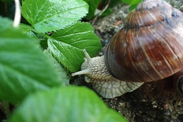 Snail on a green leaf