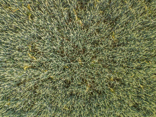  Aerial view of wheat field with plant texture