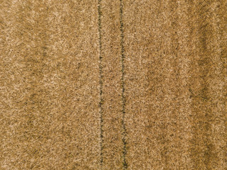  Aerial view of wheat field with plant texture