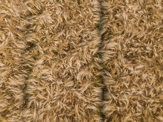  Aerial view of wheat field with plant texture