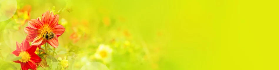 Selbstklebende Fototapete Sommer Sommer Panorama  -  Hummel auf Dahlienblüte