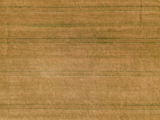  Aerial view of wheat field with plant texture - Powered by Adobe