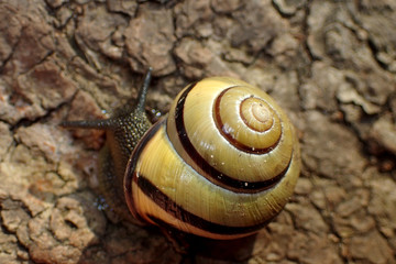 Escargot