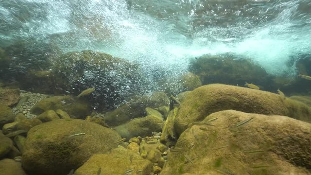 The flow of water in a creek with rocks and fish (Eurasian minnow, Phoxinus phoxinus), underwater scene, La Muga, Girona, Alt Emporda, Catalonia, Spain
