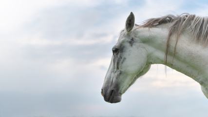 Portrait of a white stallion on the background of the sky, closeup