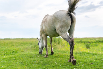 Mare grazing on the pasture, waving his tail and flies away from himself, rear view, countryside