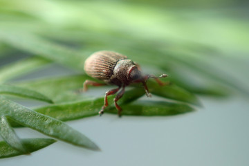 Insect close-up