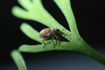 Insect close-up
