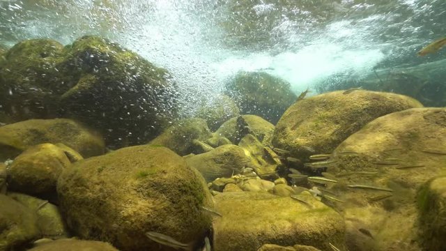 Underwater a shoal of small freshwater fish (Eurasian minnow, Phoxinus phoxinus) in the flow of water of a rocky stream, La Muga, Girona, Alt Emporda, Catalonia, Spain
