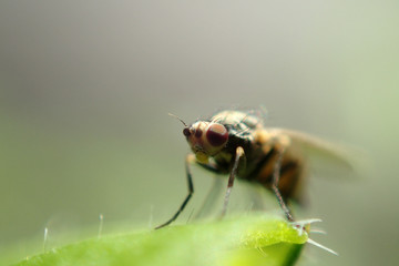 A fly on a green leaf