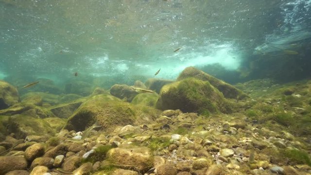 Underwater stream with rocks and fishes Eurasian minnow and Mediterranean barbel on the riverbed, La Muga, Girona, Alt Emporda, Catalonia, Spain
