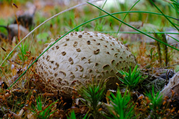 Grzyb tęgoskór cytrynowy (Scleroderma citrinum)