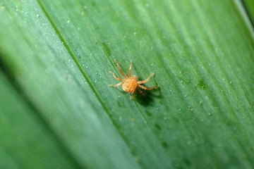 A small insect on the grass