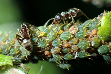Aphids on the plant