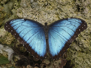 Peleides blue morpho (Morpho peleides)