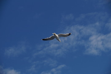 Seagull