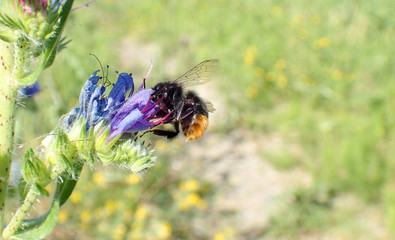 The bee collects honey