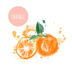 orange fruit vector illustration in watercolor paint. hand drawn citrus. 