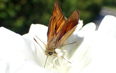 Butterfly on a white flower