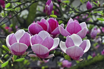 Purple flowers on a magnolia tree with lush green foliage.