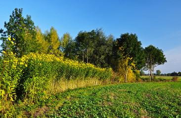 Obraz premium Yellow flowers of Helianthus tuberosus on the edge of a field by the forest.