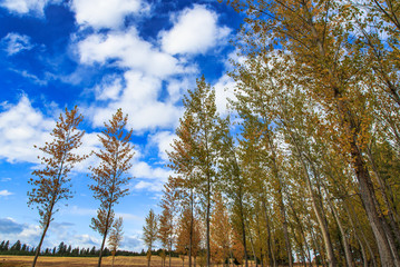 Obraz premium Looking up at birch trees with clouds
