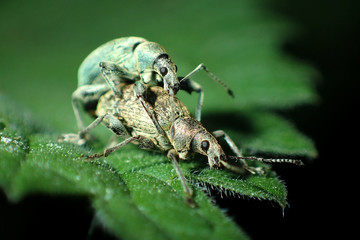 Weevil mating