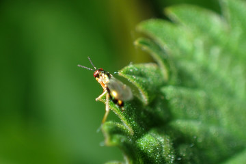 A fly on a green leaf