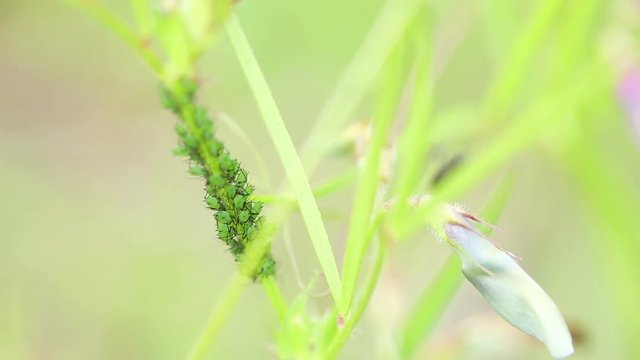 green aphids on a green plant protected by ants