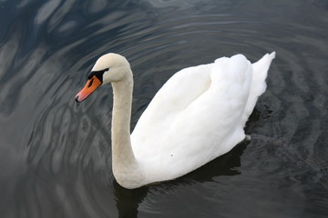 Single swan swimming and creating ripples around