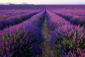 Fototapeta na wymiar Champ de lavande en fleurs, lever de soleil. Plateau de Valensole, Provence, France.