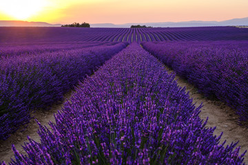 Champ de lavande en fleurs, coucher de soleil. Plateau de Valensole, Provence, France.