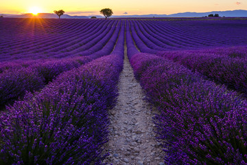 Fototapeta na wymiar Champ de lavande en fleurs, coucher de soleil. Plateau de Valensole, Provence, France.