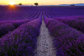 Fotobehang Lavendelveld in bloei, zonsondergang. Plateau de Valensole, Provence, Frankrijk. © Marina