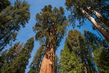 Giant Sequoia trees in Sequoia National Park, CA