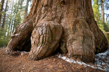 Obraz premium Giant Sequoia trees in Sequoia National Park, CA