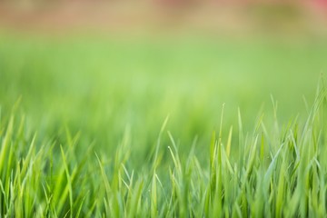 Fototapeta premium Trawa.