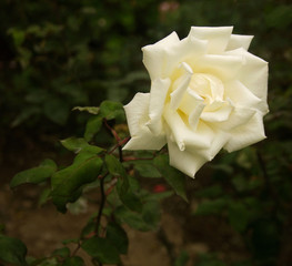 Rosa blanca en el parque...