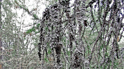 Fototapeta premium tree texture