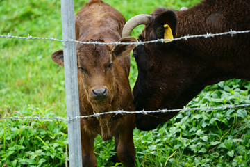 西表島の和牛