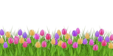 Obraz na płótnie Canvas Spring floral border with colorful tulips on fresh green grass isolated on white background - decorative frame with beautiful seasonal flowers on greenery in vector illustration.