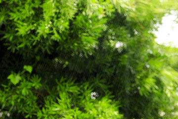 自然の緑ぼかし背景と大雨