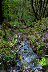 Wonderful view of a forest full of ferns crossed by a small stream / river. Magic forest in the Welsh Brecon Beacon National Park. Wales, United Kingdom, UK.