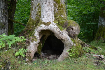 forest