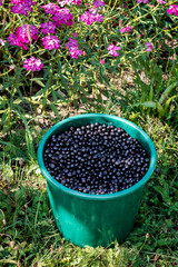 Bucket full of fresh picked blueberries.