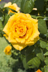 The flower of the yellow rose bloomed against the background of green leaves in the garden on a sunny summer day.