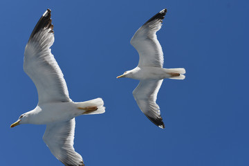altitudine amicizia apparente armonia controllo controlo coppia del eleganza equilibrio gabbiani leggerezza navigazione potenza rotta senza sforzo sinergia territorio velocità volo