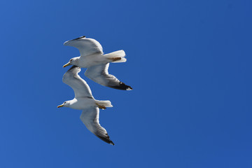 coppia di gabbiani in volo